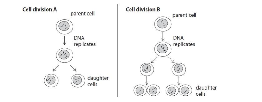 博耐顿女校Benenden School year12生物学入学考试笔试题库